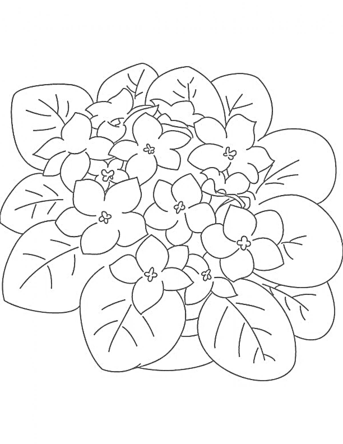 На раскраске изображено: Фиалка, Цветы, Листья, Цветение