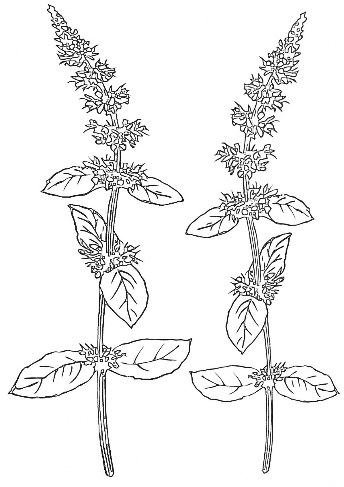 Раскраска Две ветки мяты с цветами и листьями
