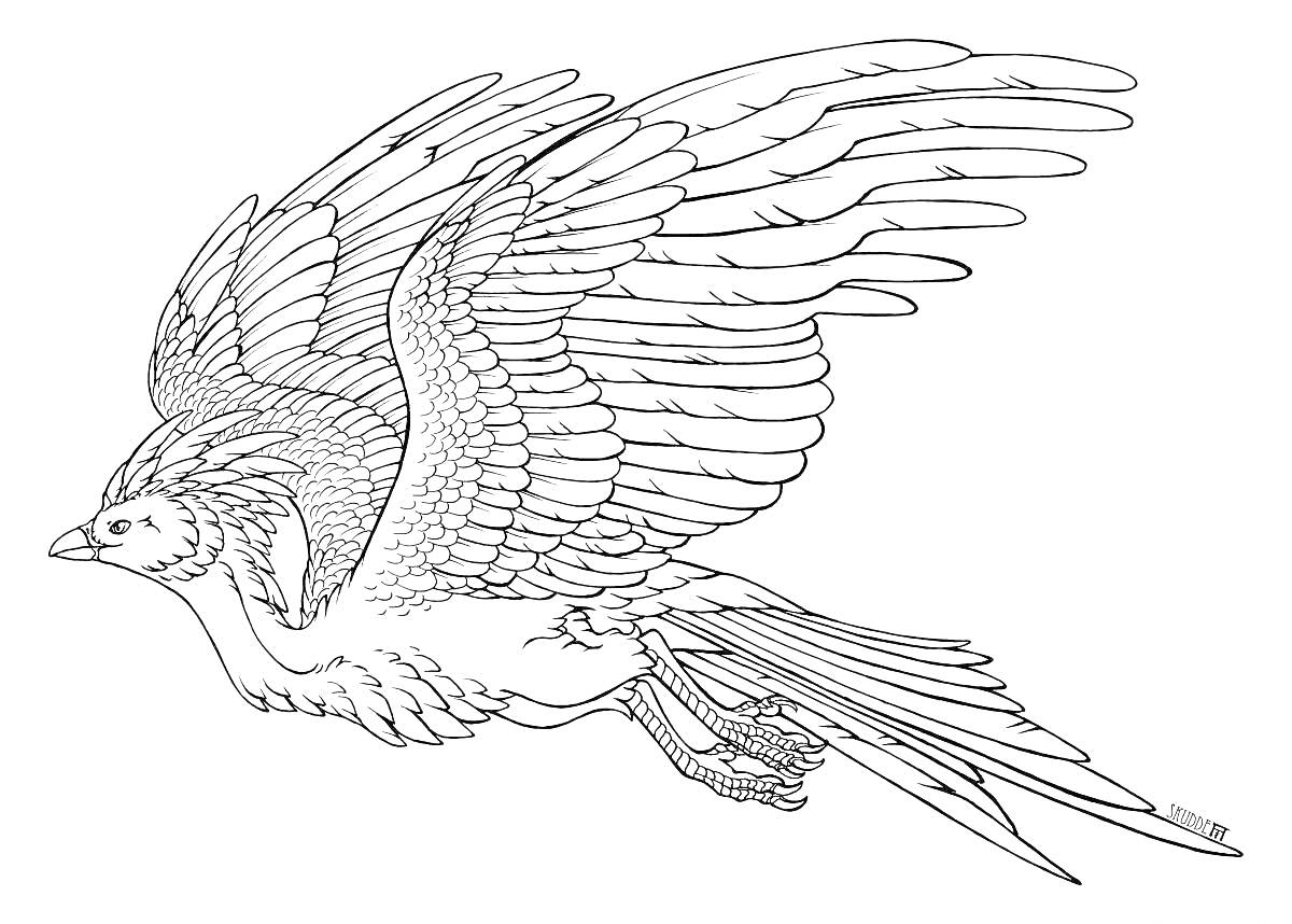 На раскраске изображено: Феникс, Птица, Крылья