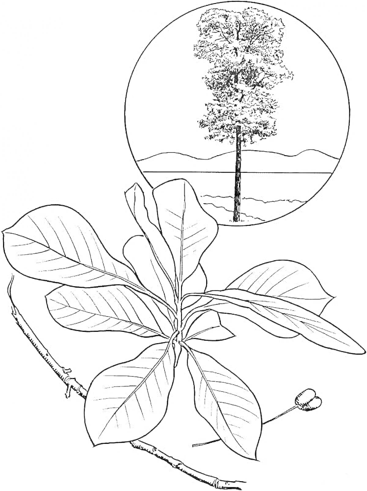 Раскраска Эвкалипт: листья, ветка, почка и дерево на фоне гор