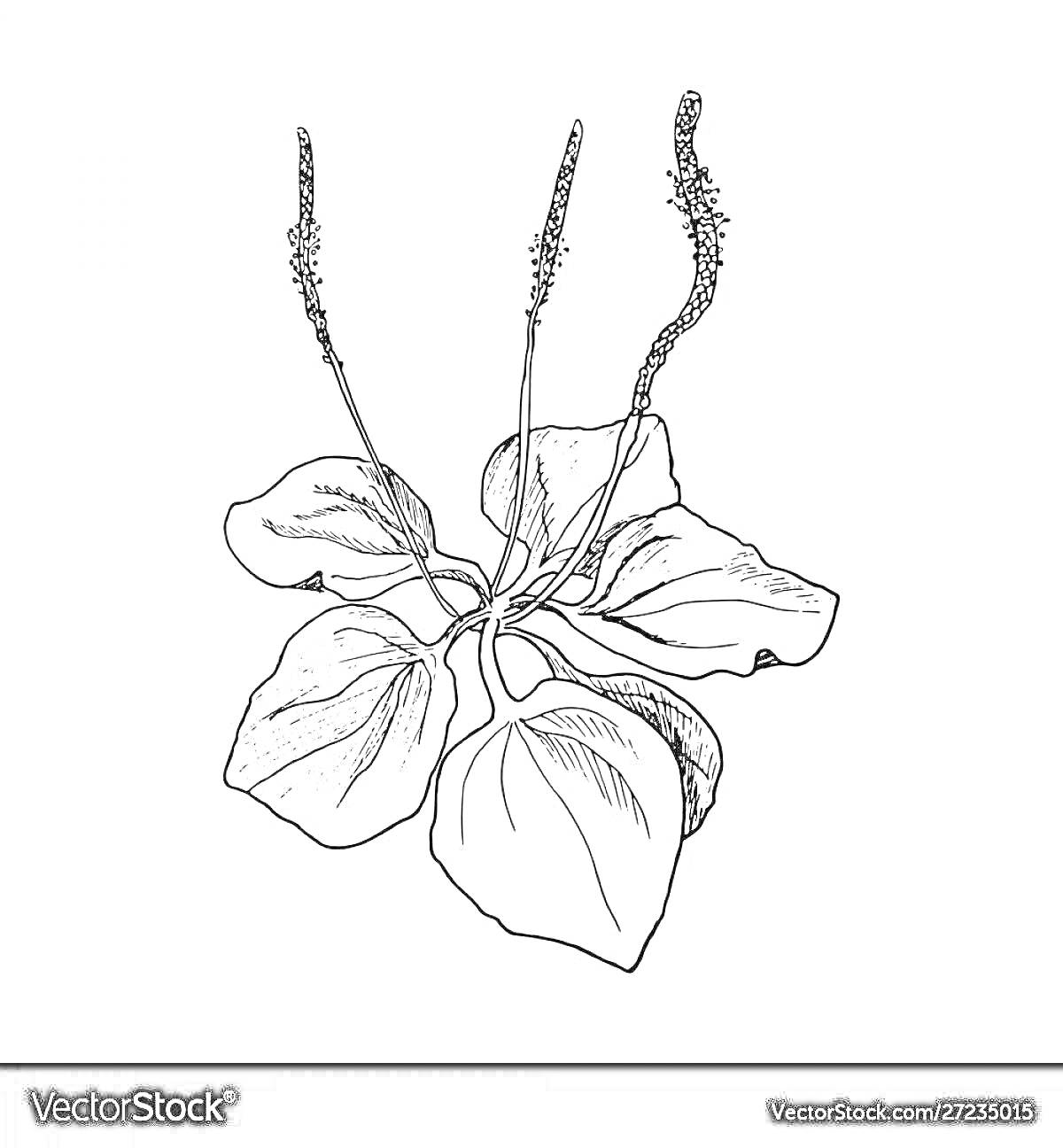 Раскраска Подорожник с листьями и цветоносами