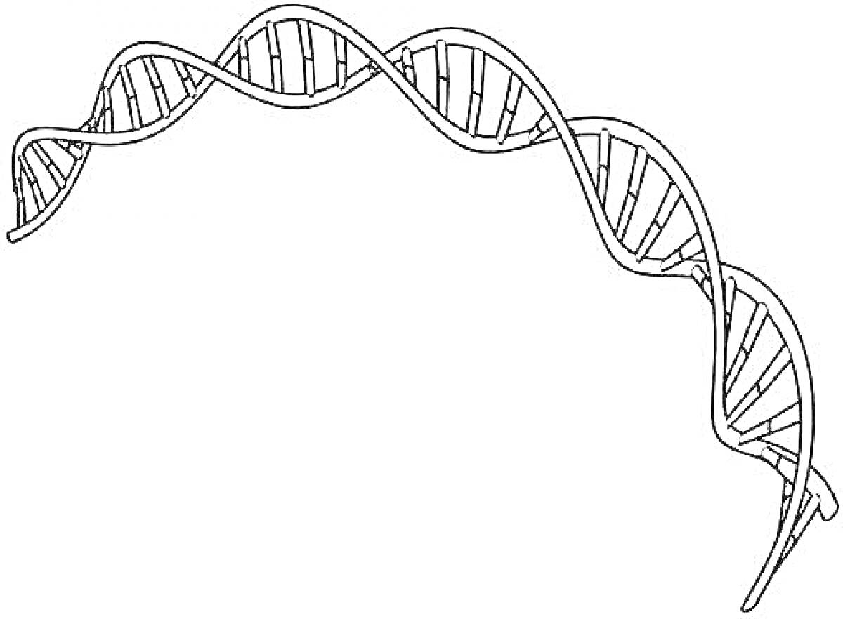 Спираль ДНК с двойной цепочкой и азотистыми основаниями