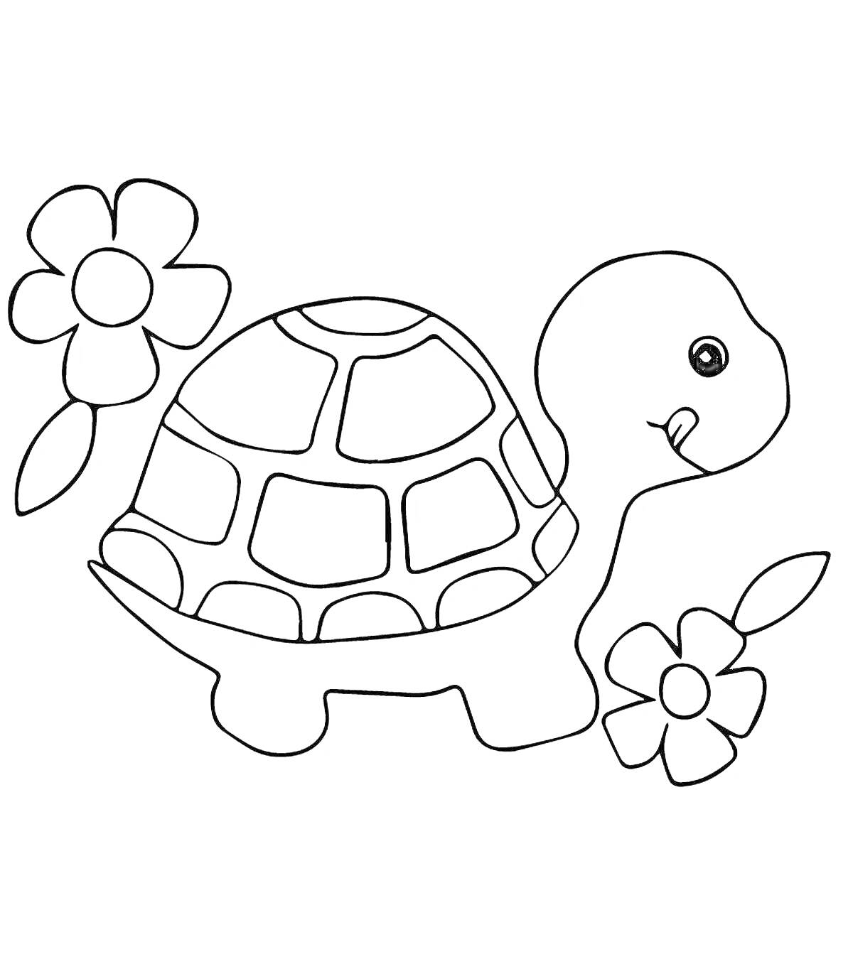 Раскраска Черепаха с двумя цветами
