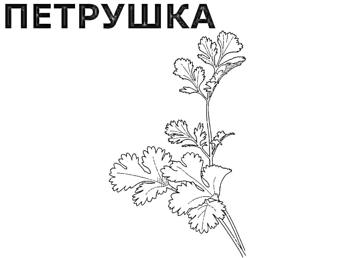 На раскраске изображено: Петрушка, Зелень, Листья, Ботаника