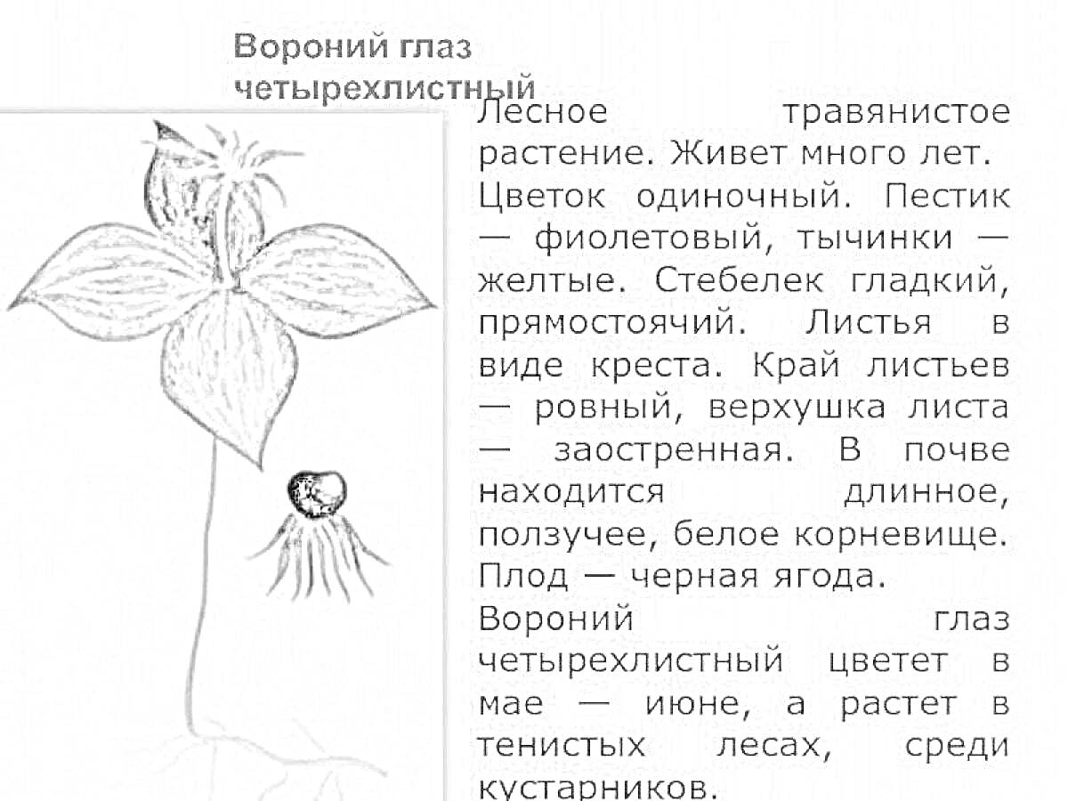 Раскраска Вороний глаз четырёхлистный под увеличением с подробным описанием и текстом