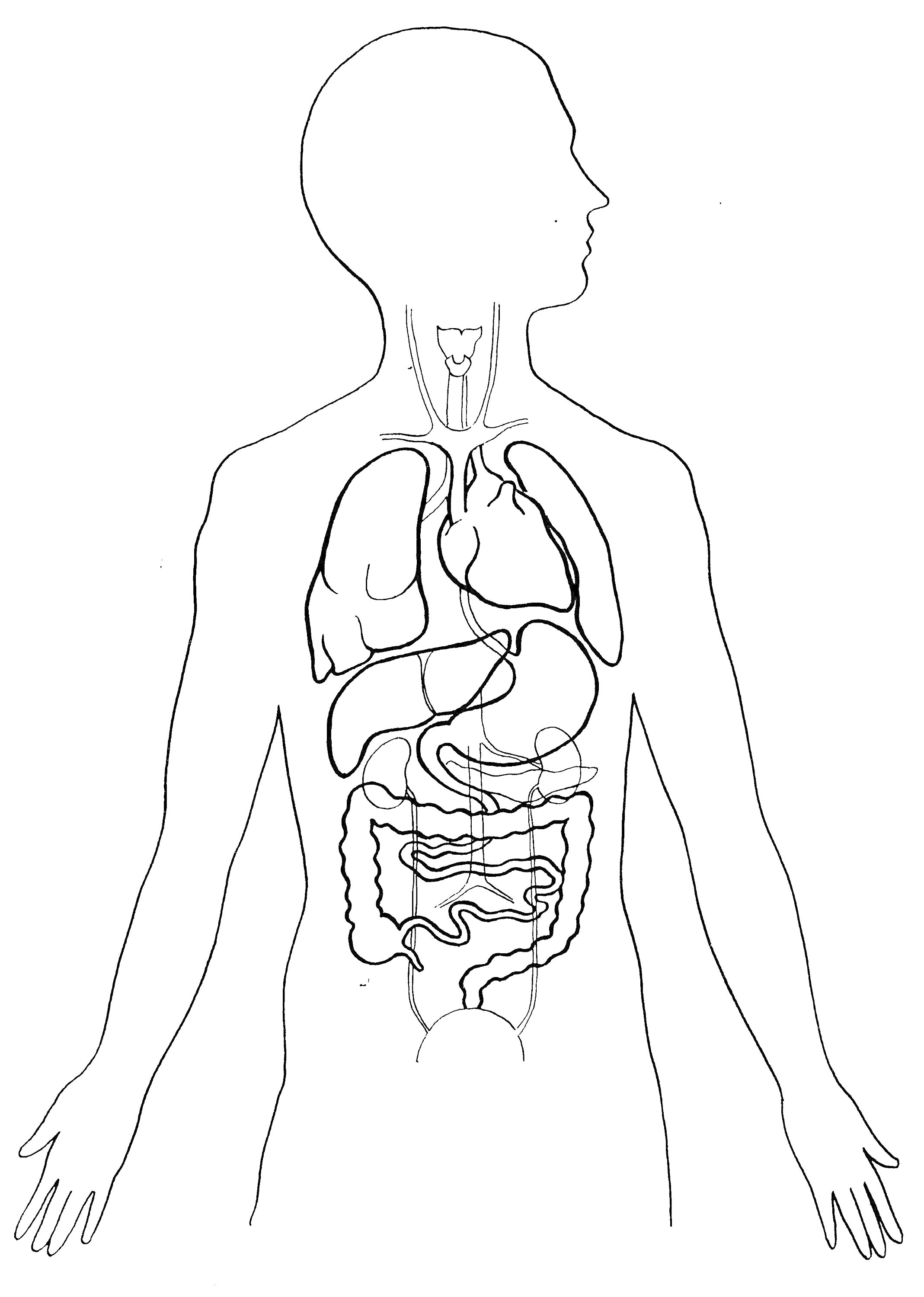 На раскраске изображено: Анатомия, Внутренние органы, Человек, Мозг, Легкие, Пищевод, Желудок, Печень, Кишечник