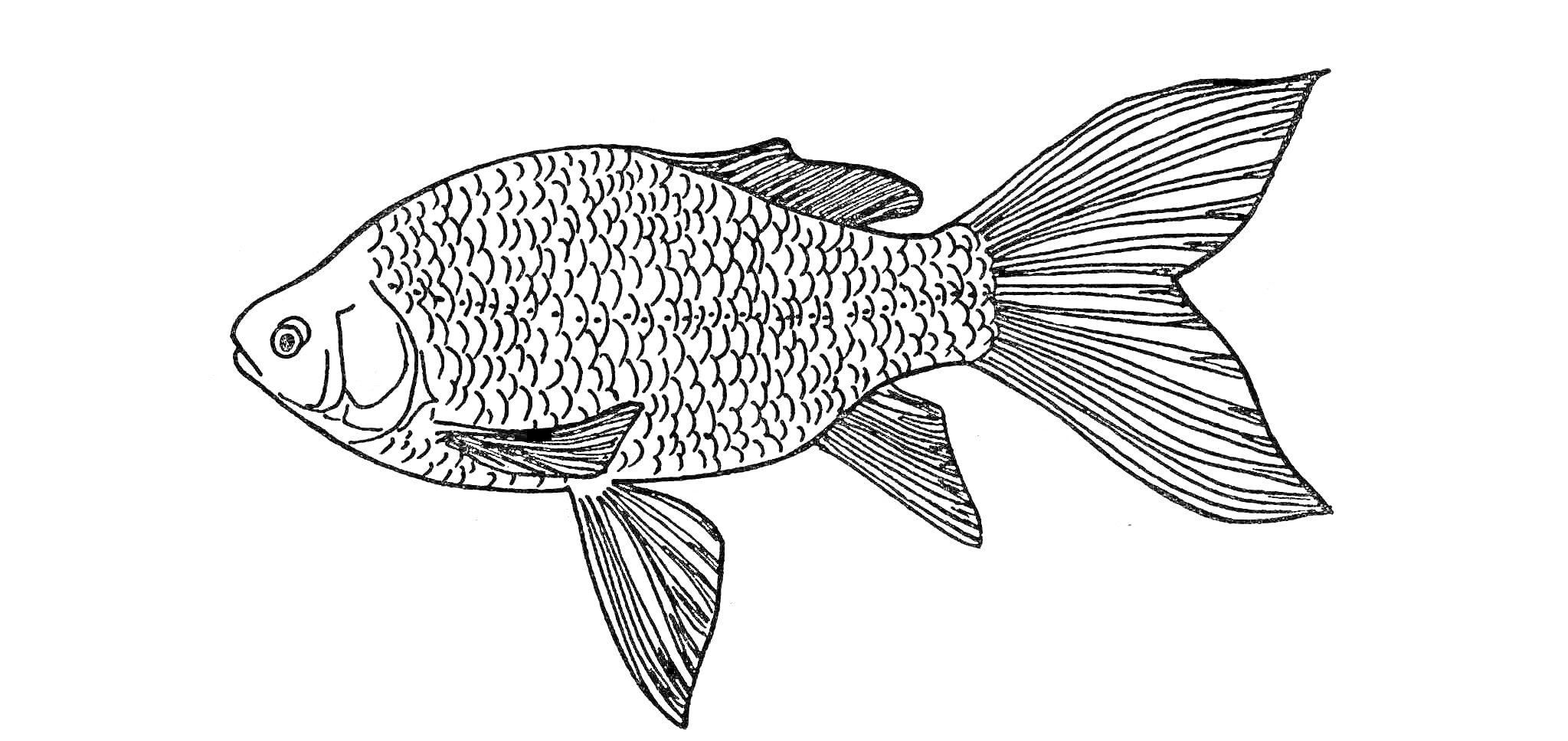На раскраске изображено: Рыба, Карась, Чешуя, Плавники, Творчество