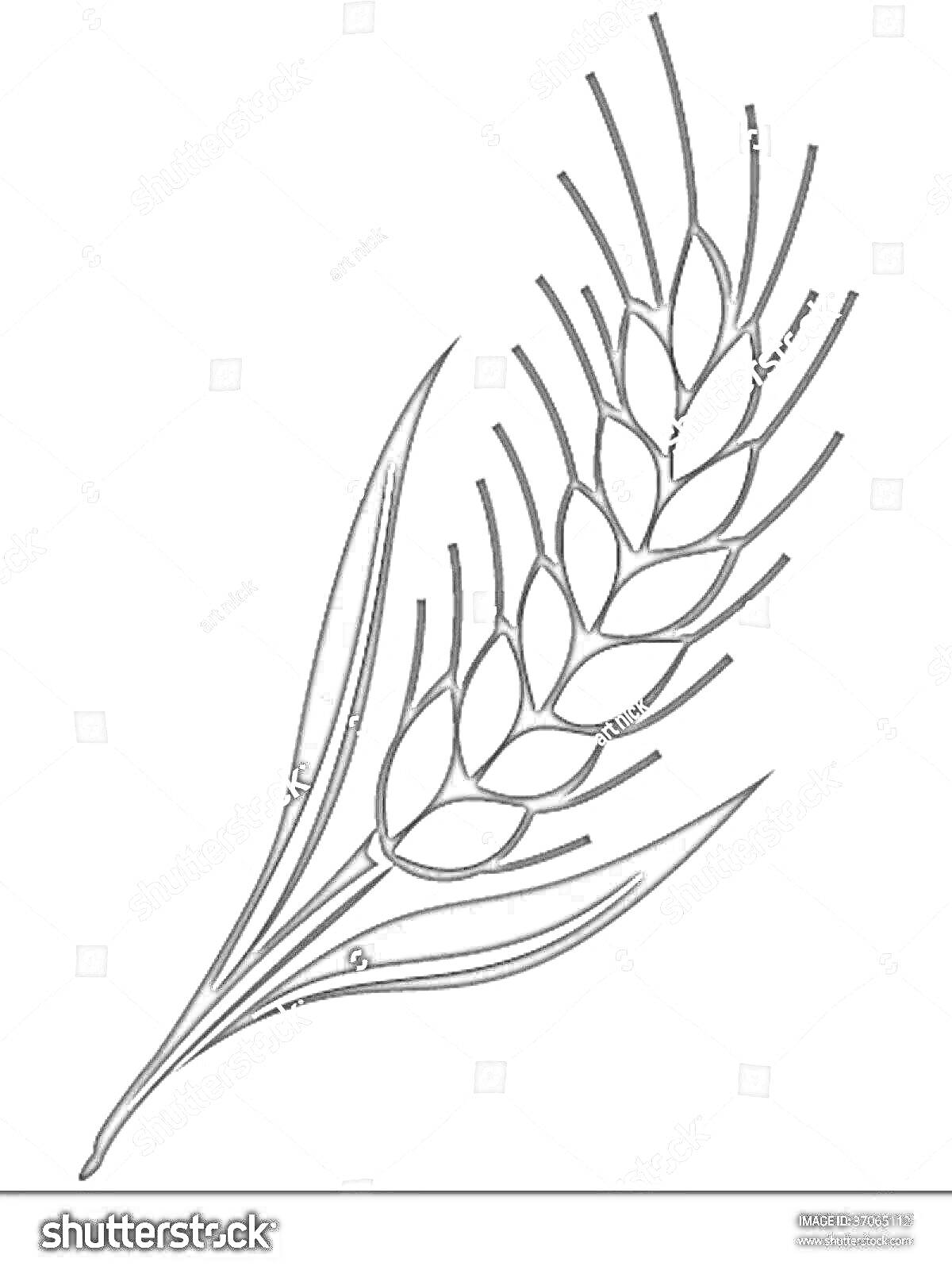 Раскраска Колос пшеницы с листьями