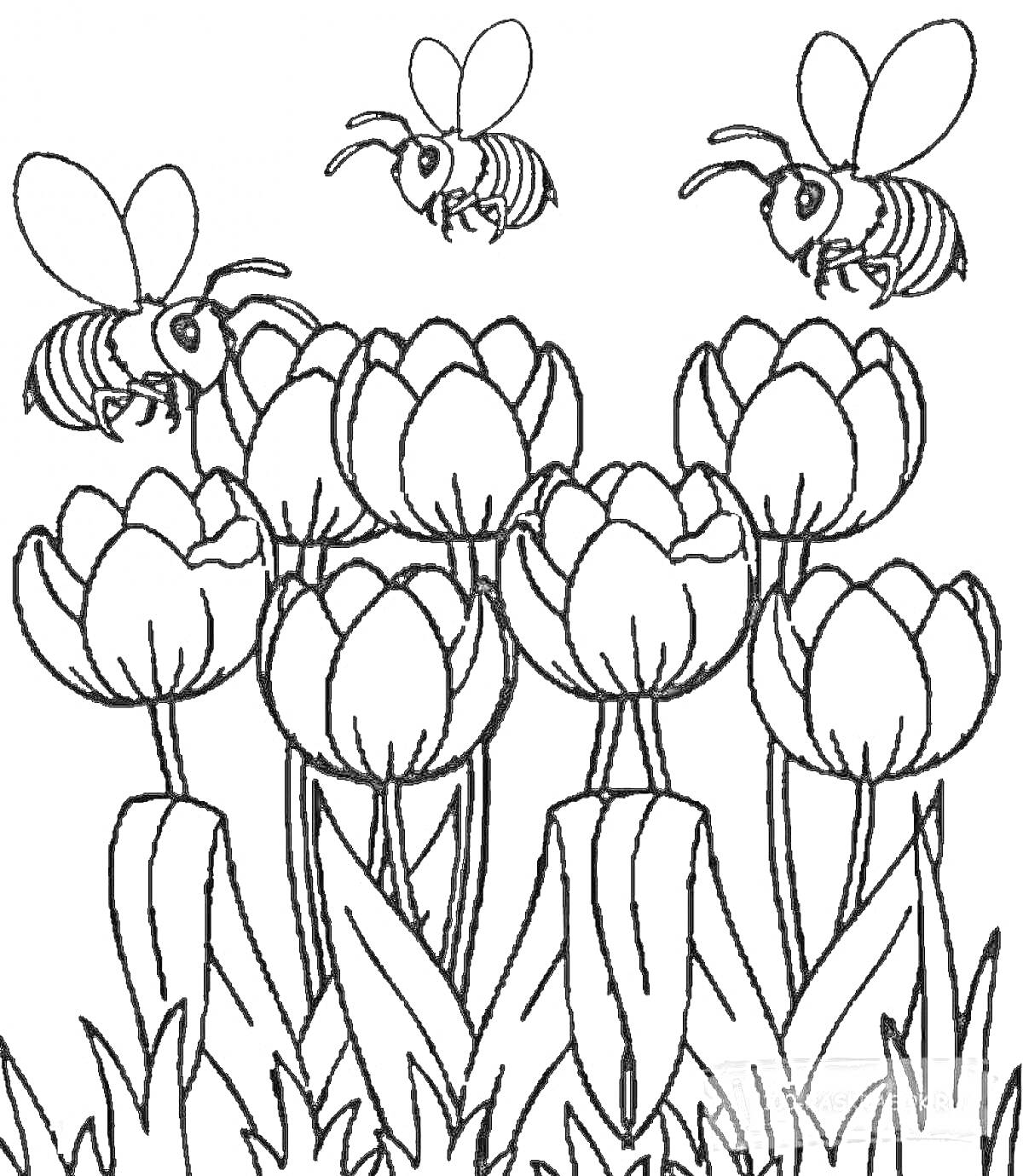 На раскраске изображено: 6 лет, 7 лет, Цветы, Тюльпаны, Пчёлы, Сад, Природа, Для детей, Насекомое