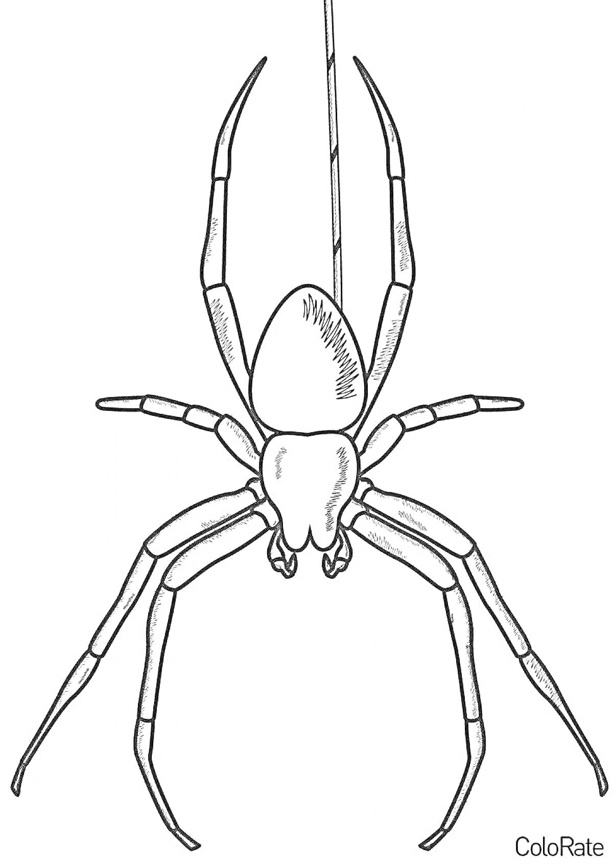 Раскраска Паук на паутине, крупным планом