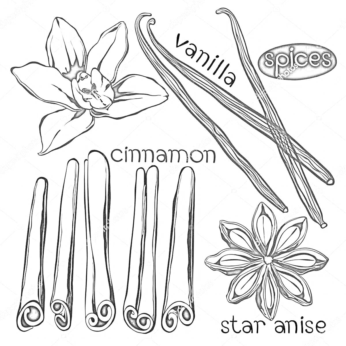 На раскраске изображено: Корица, Ваниль, Специи, Бадьян, Пряности