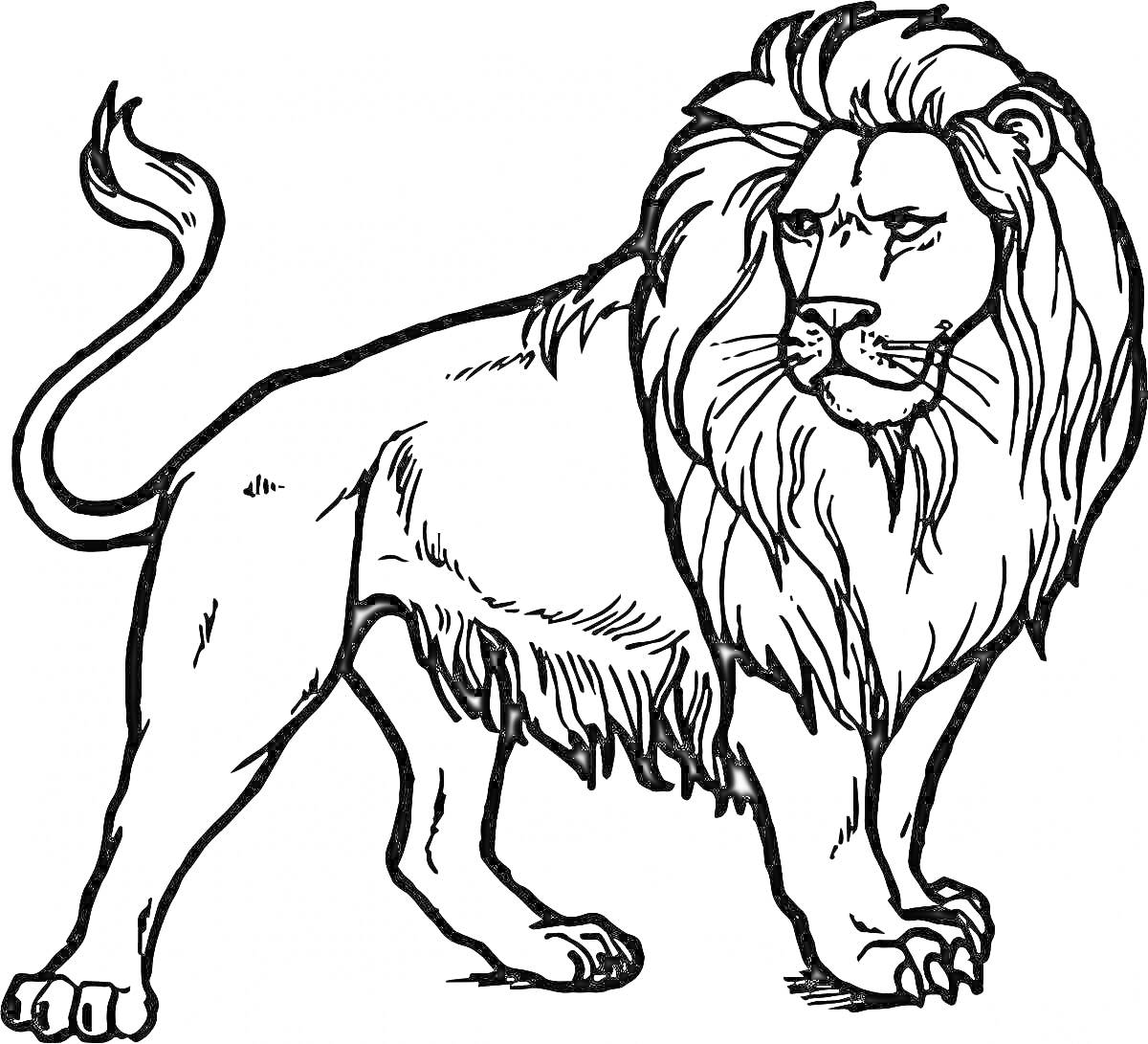 Раскраска Лев с пышной гривой и согнутым хвостом