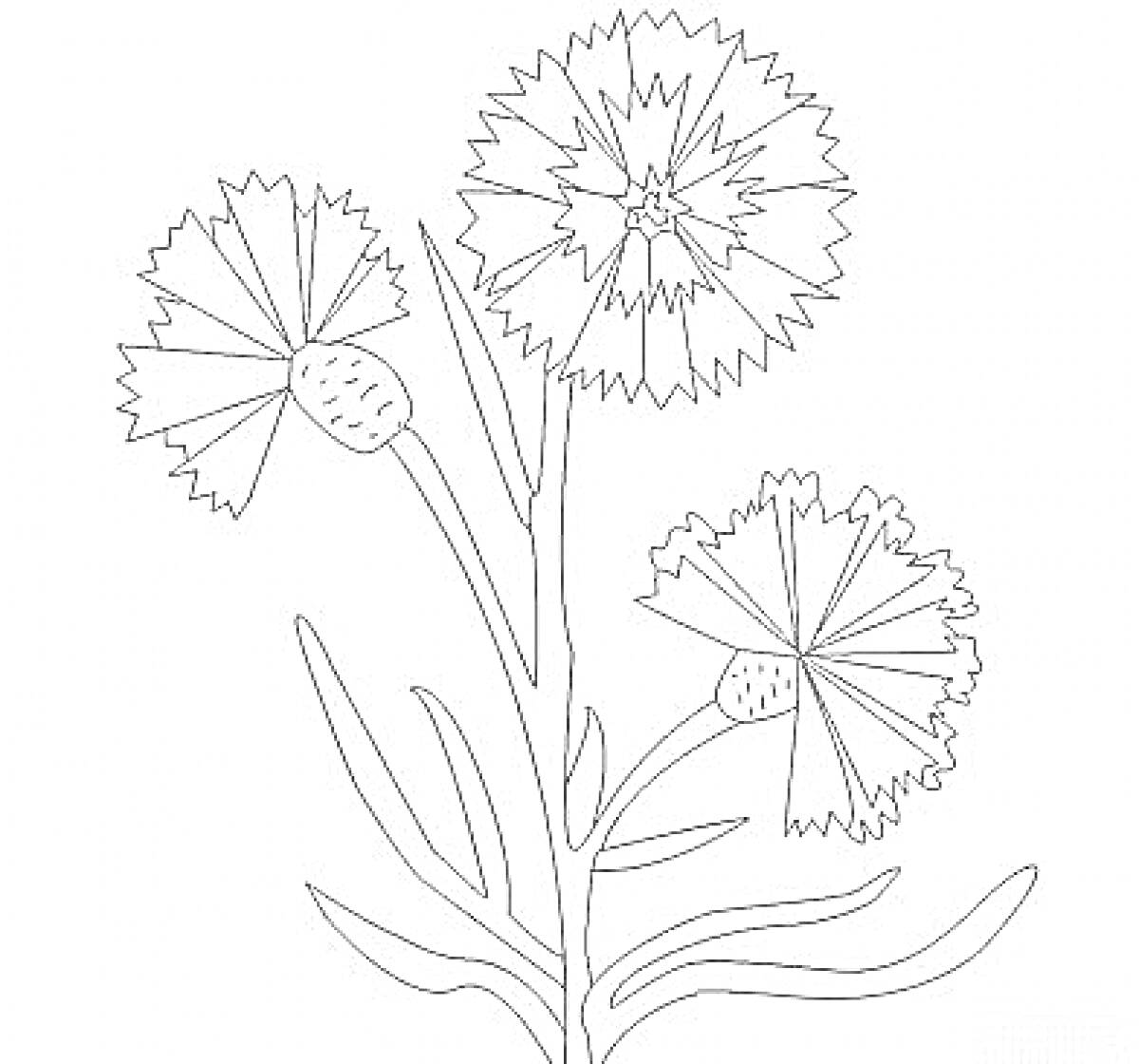 Раскраска Гвоздики на лугу с тремя цветками и листьями