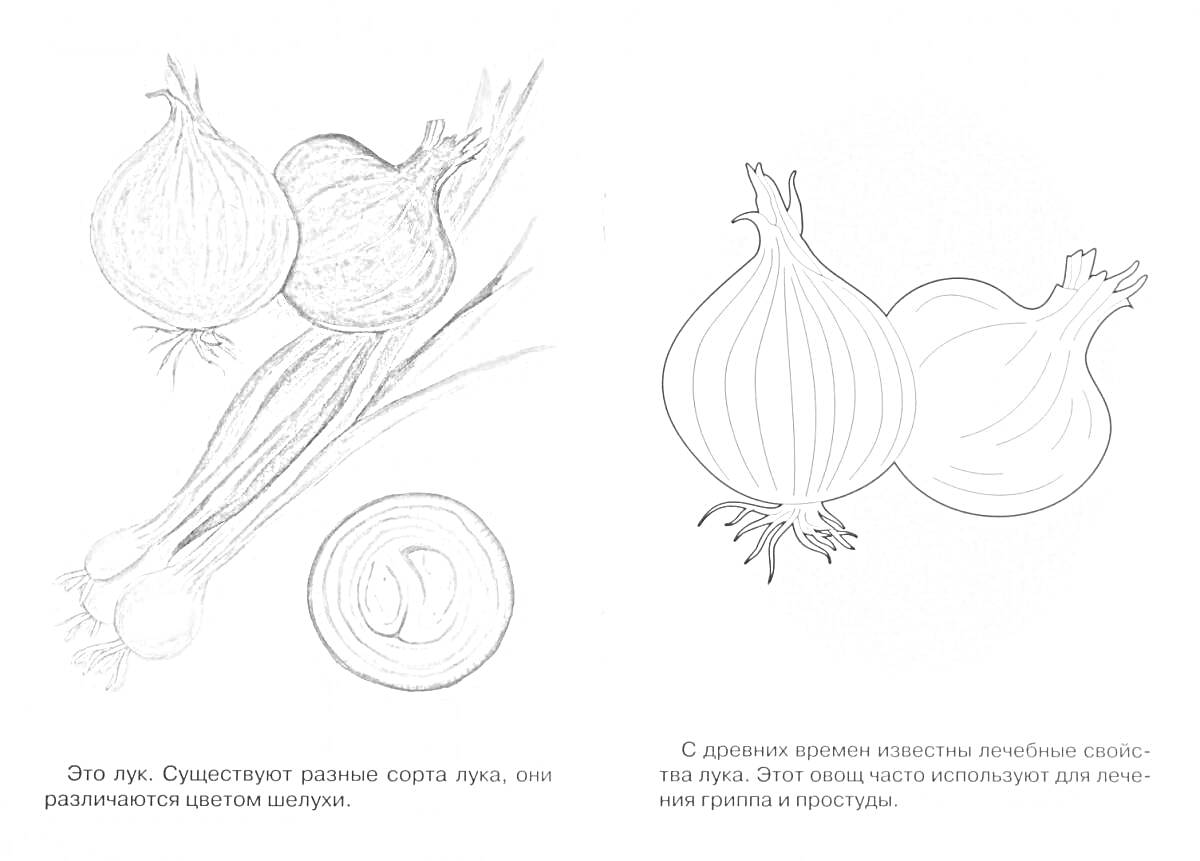 На раскраске изображено: Лук, Овощи, Нарезка, Овощи для детей