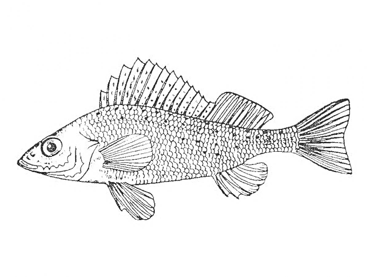 Раскраска Изображение ерша с характерной чешуей и плавниками
