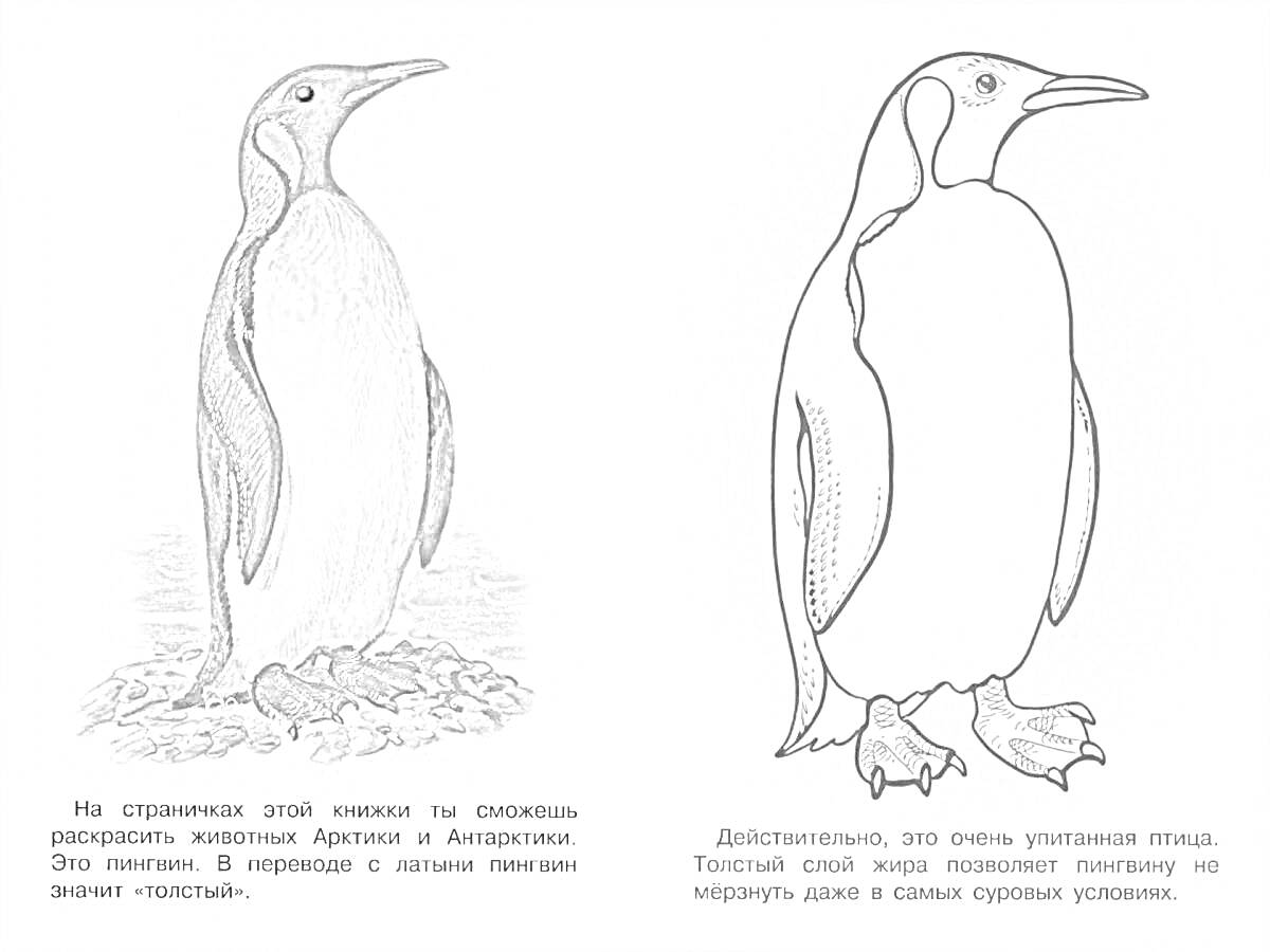 Раскраска Пингвин в Арктике и Антарктике, текст, раскаска с описанием