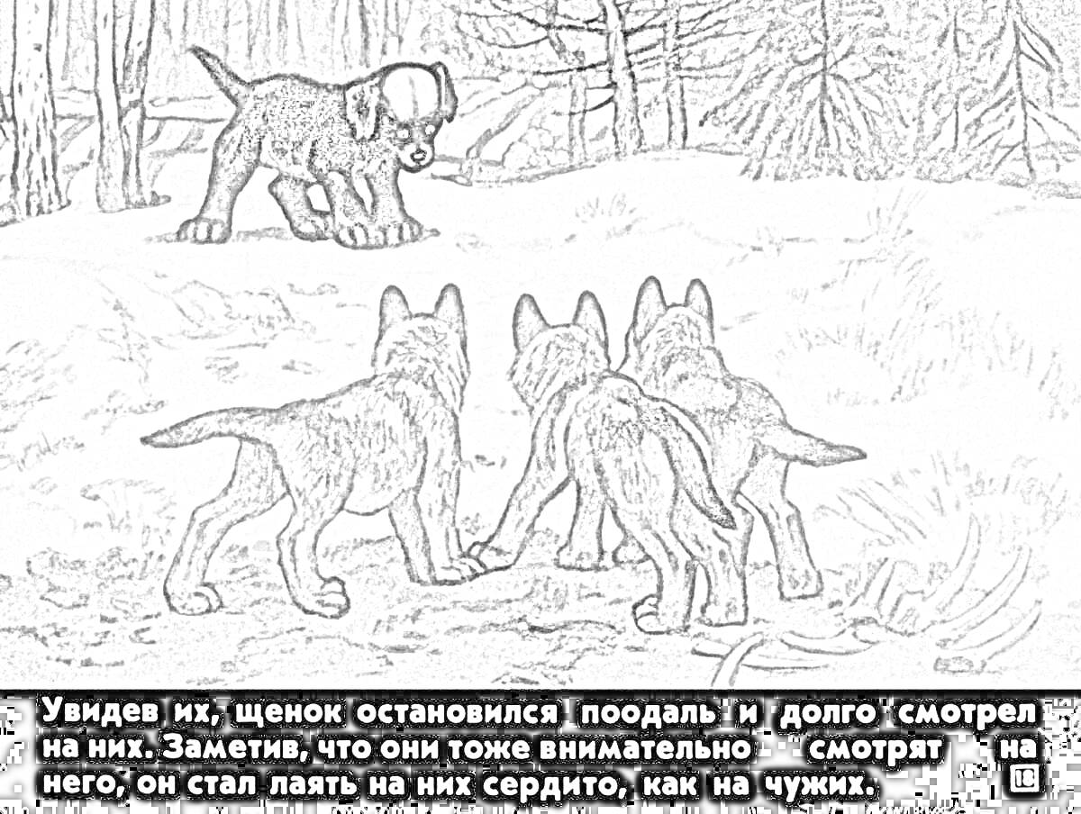 Раскраска Щенок и трое волчат в зимнем лесу с белолобым волком на заднем плане