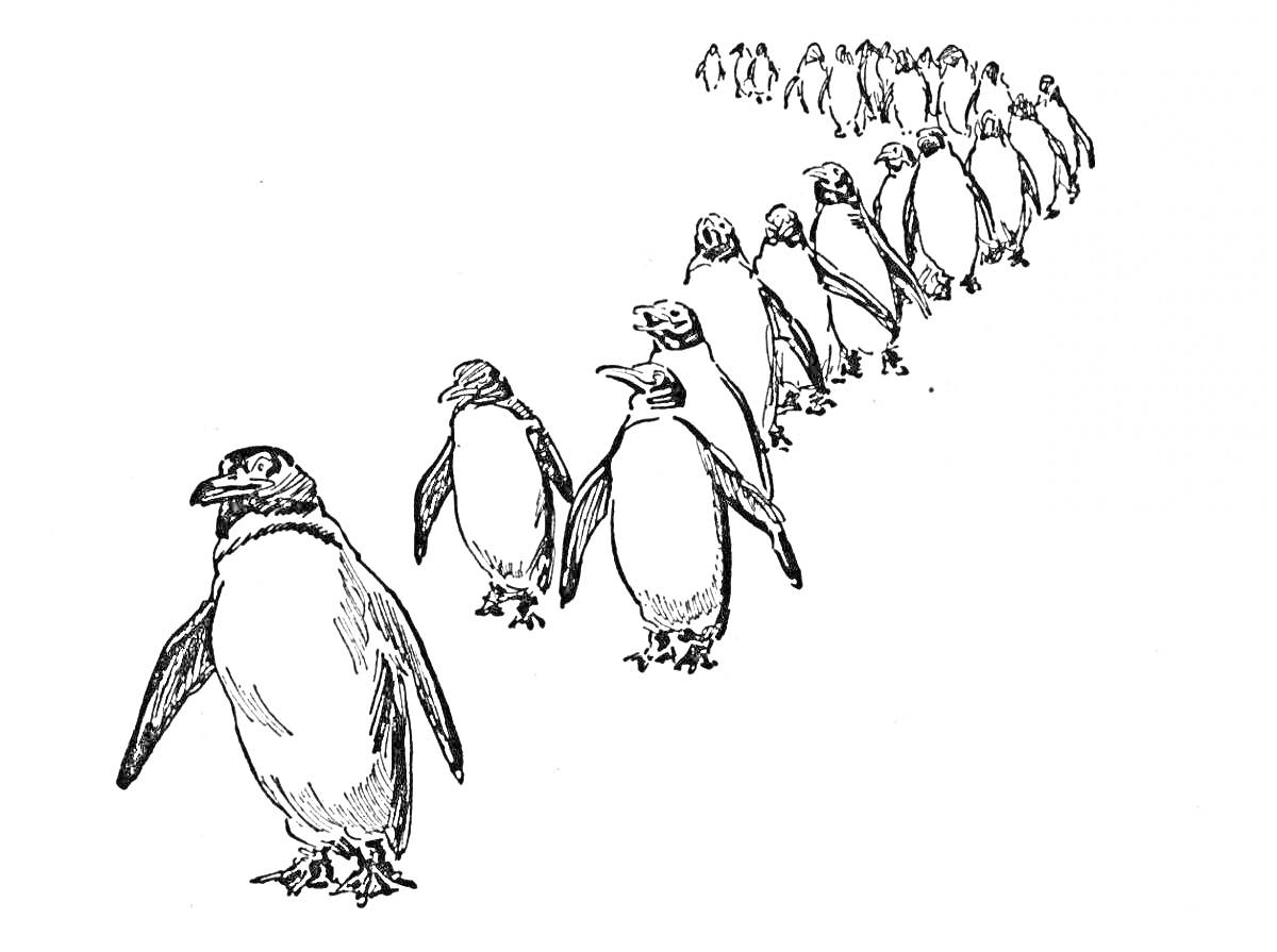 Раскраска Пингвины, идущие в колонне по льду