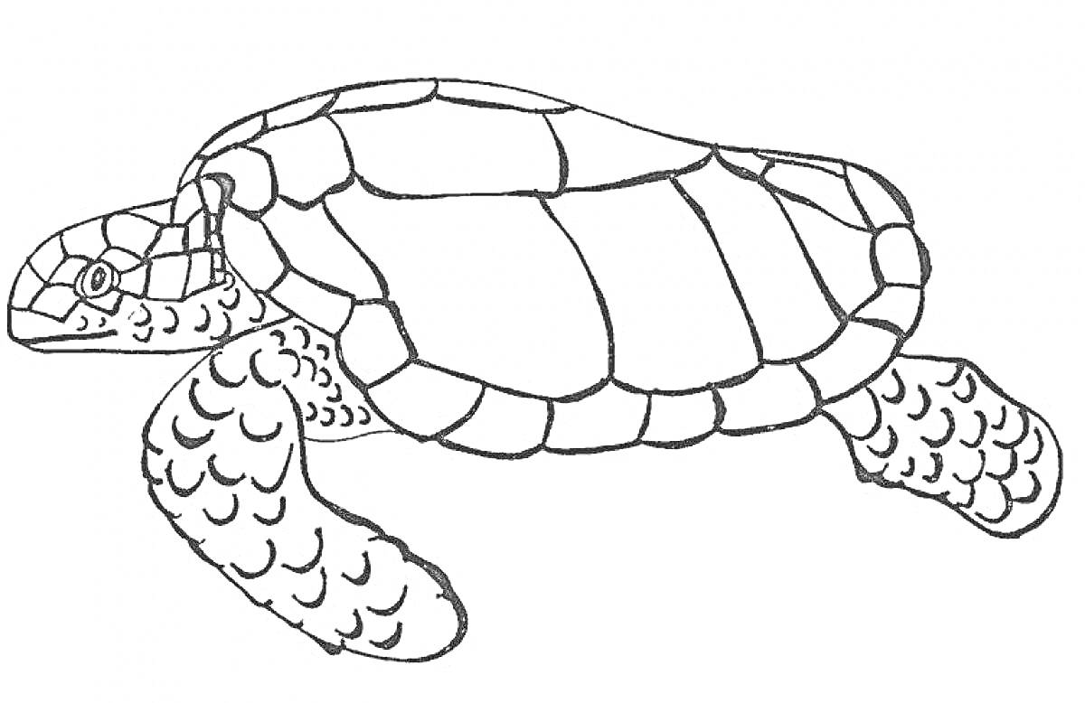 Раскраска черепахи с панцирем и ластами