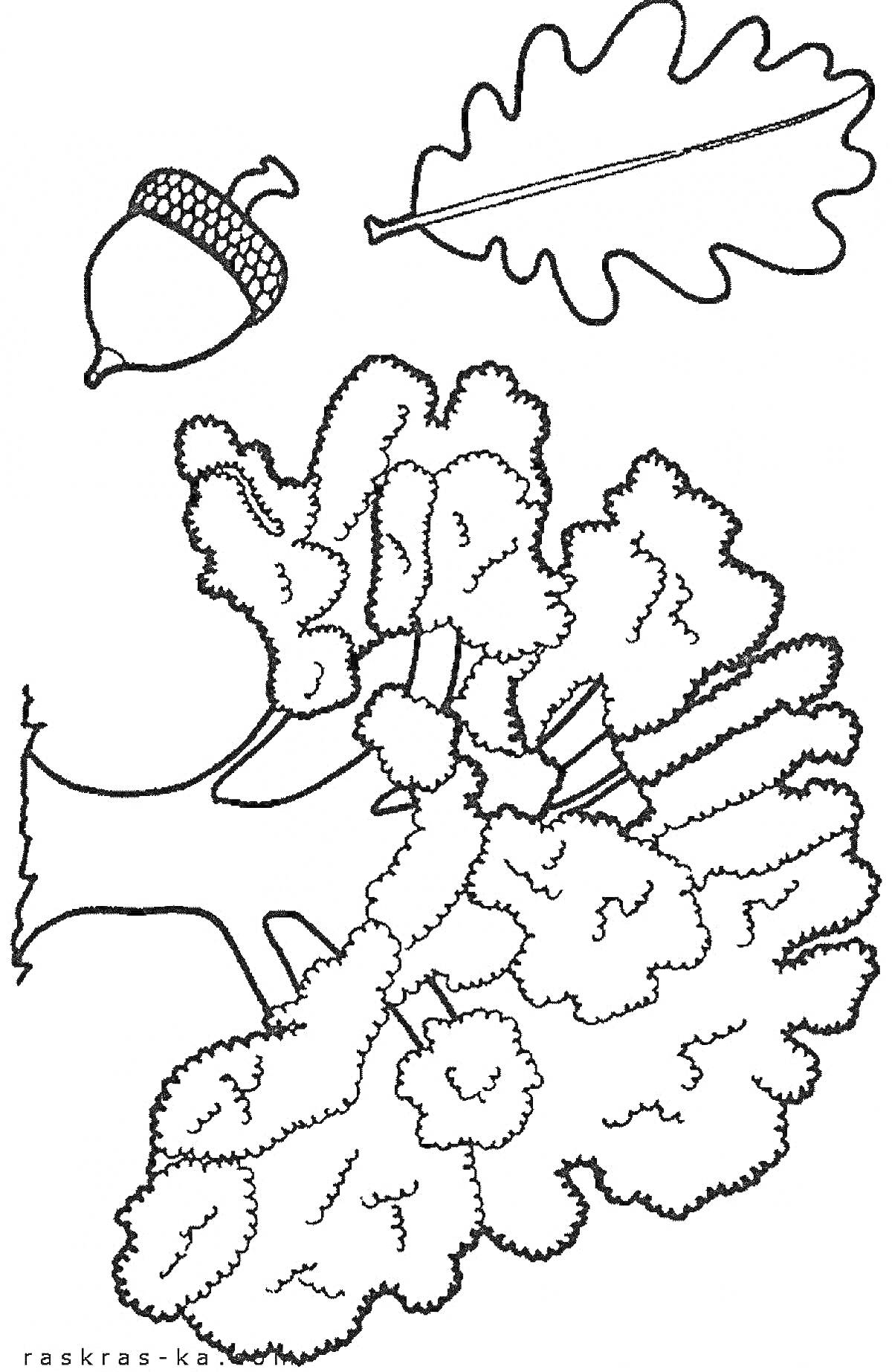 На раскраске изображено: Дуб, Листья, Дубовые листья, Природа, Для детей
