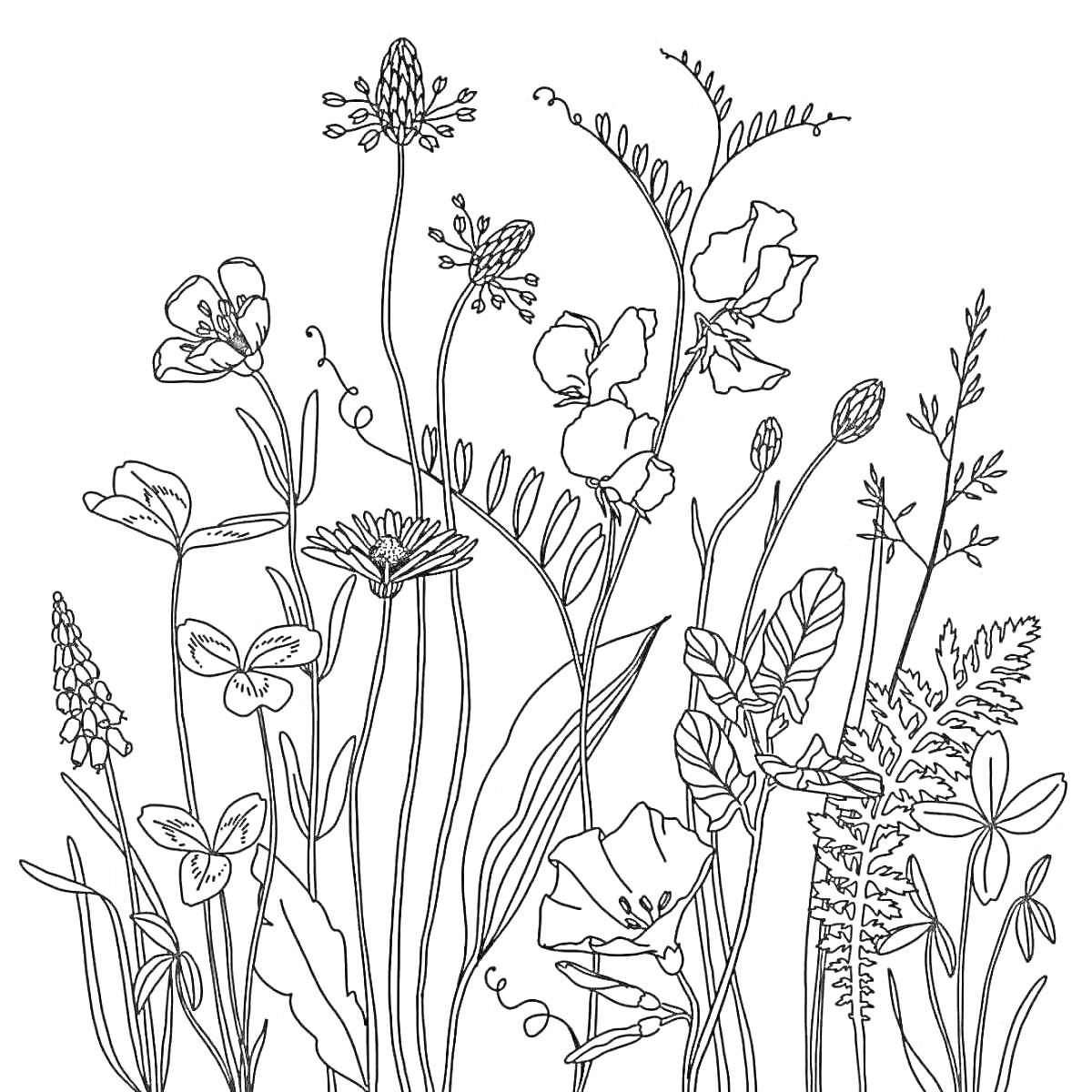 На раскраске изображено: Цветы, Папоротник, Растения, Природа, Ботаника