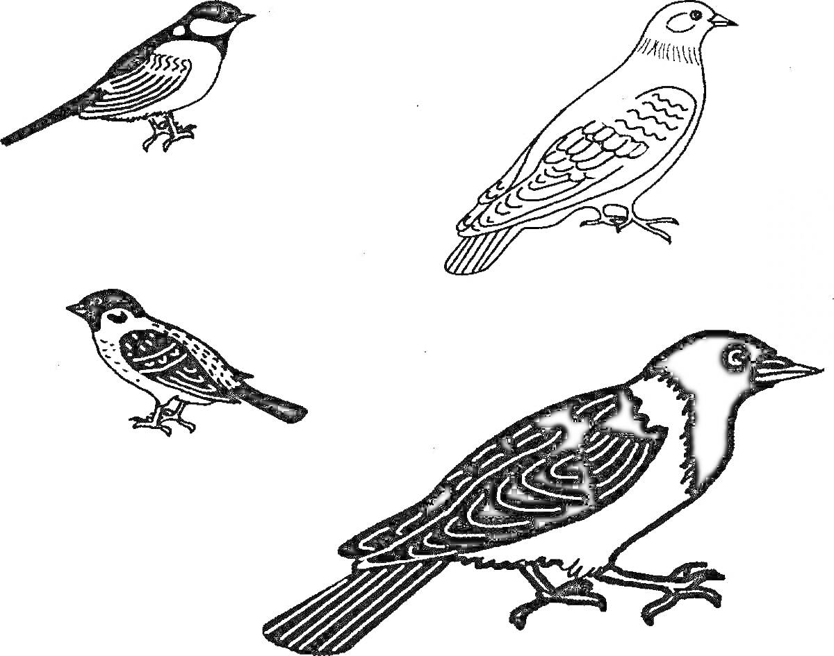 Раскраска Воробей и ворона, четыре птицы (две вороны и два воробья)