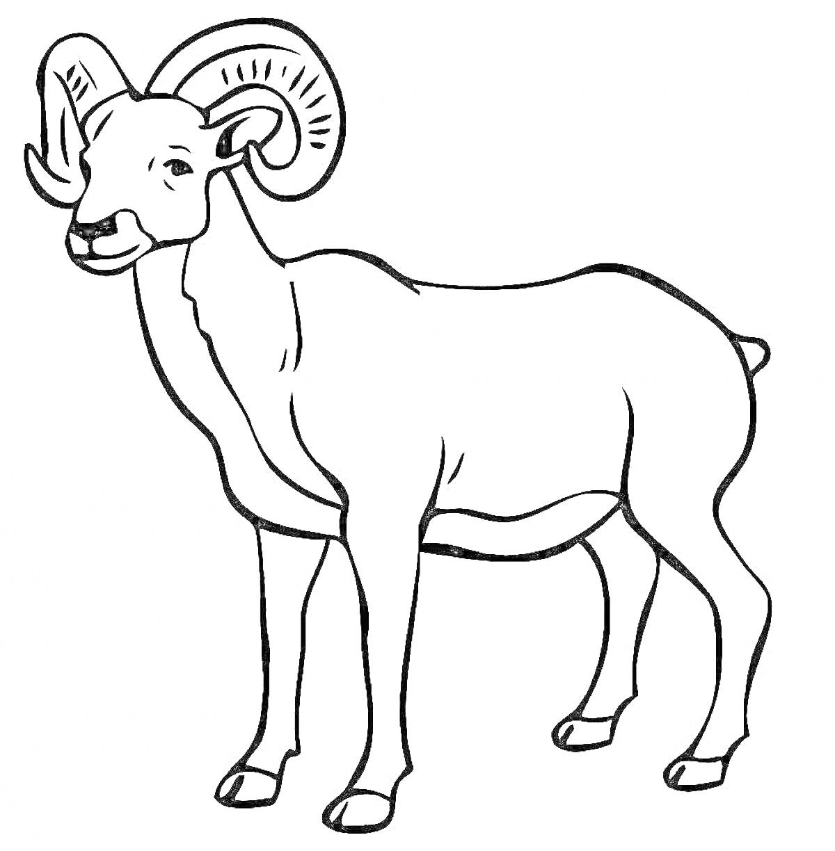 Раскраска Алтайский горный баран, стоящий в профиль, с крупными завитыми рогами, поднятой правой передней лапой и хвостом