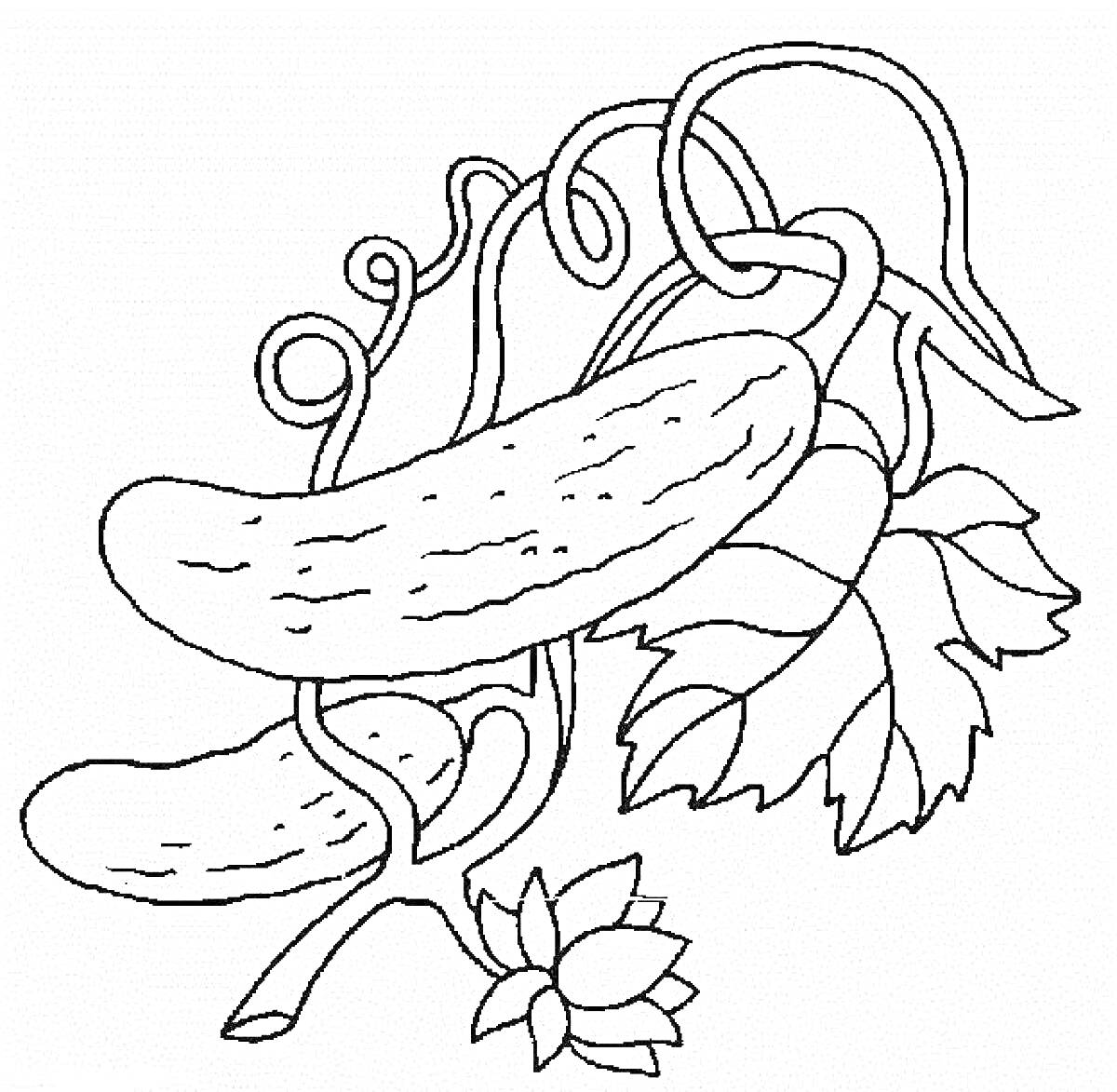 Раскраска Два огурца на лозе с листьями и цветком