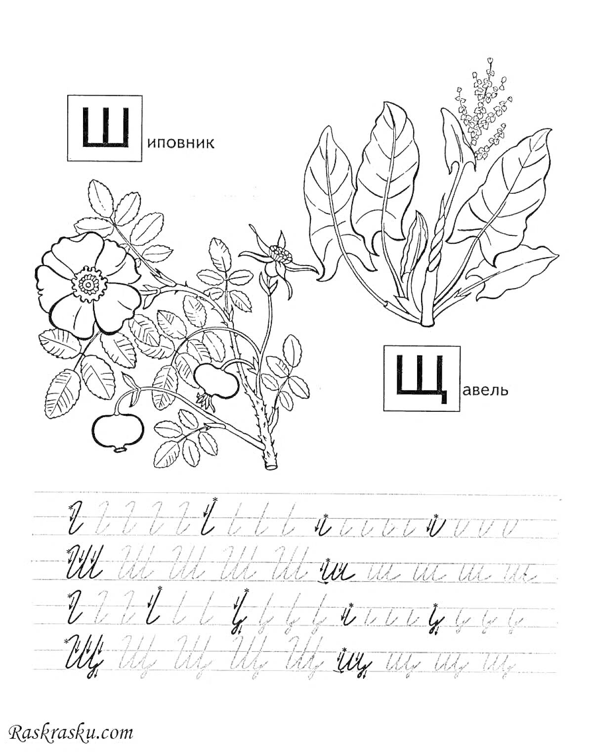 Раскраска Шиповник и щавель, прописные и строчные буквы Ш и Щ