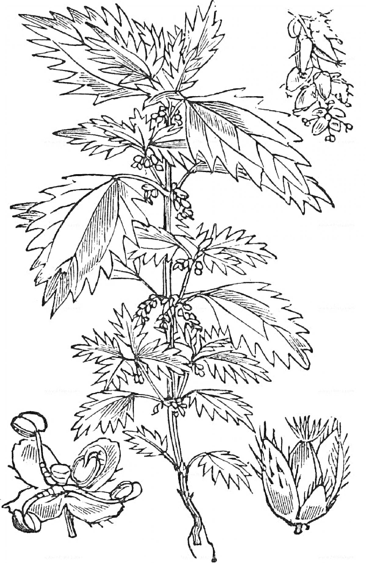 Раскраска Крапива с листьями, цветами и плодами