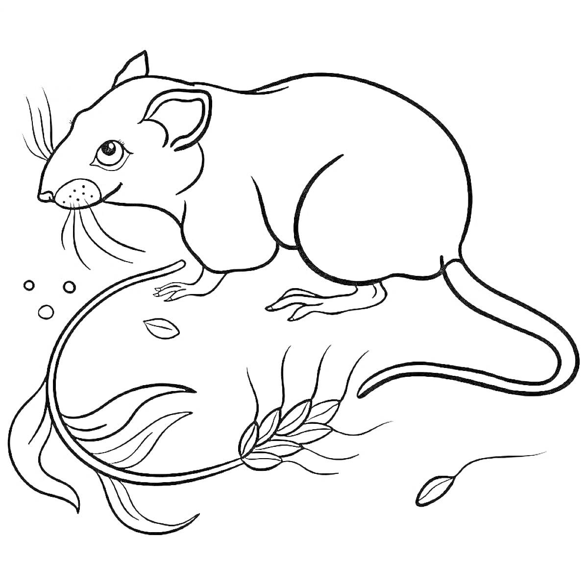 Раскраска Крыса с пшеничным колосом и листьями