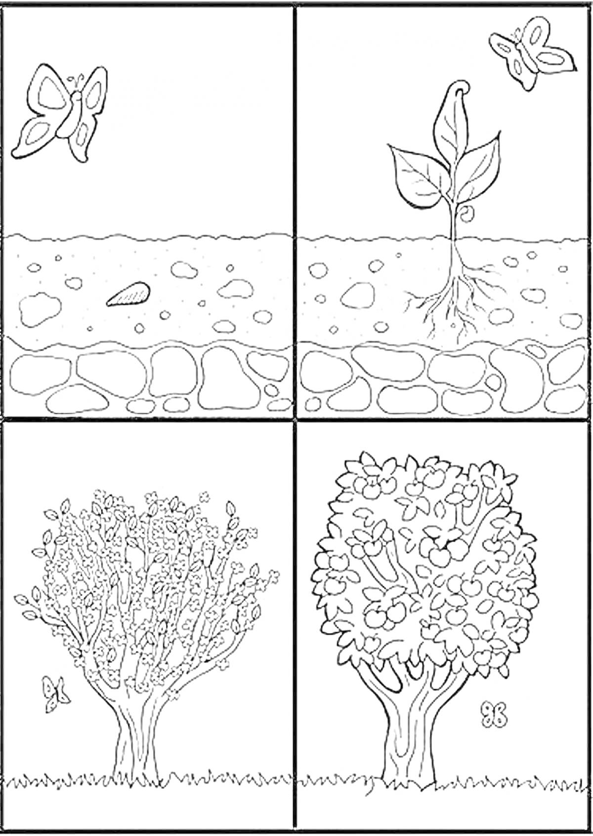 На раскраске изображено: Времена года, Побег, Корни, Почва, Цветущее дерево, Листья, Травяной покров