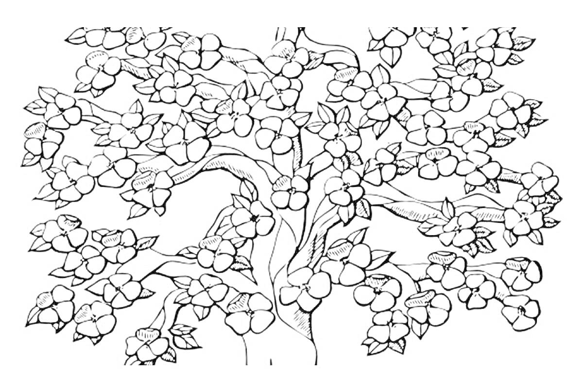 Раскраска Раскраска с цветущим сакуровым деревом