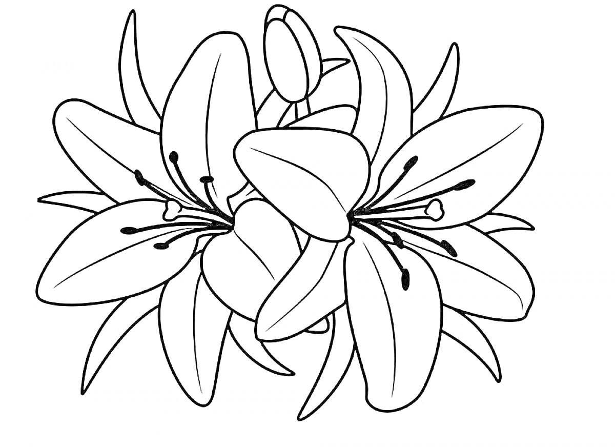 Раскраска Лилии в соцветии, крупные цветы с бутонами