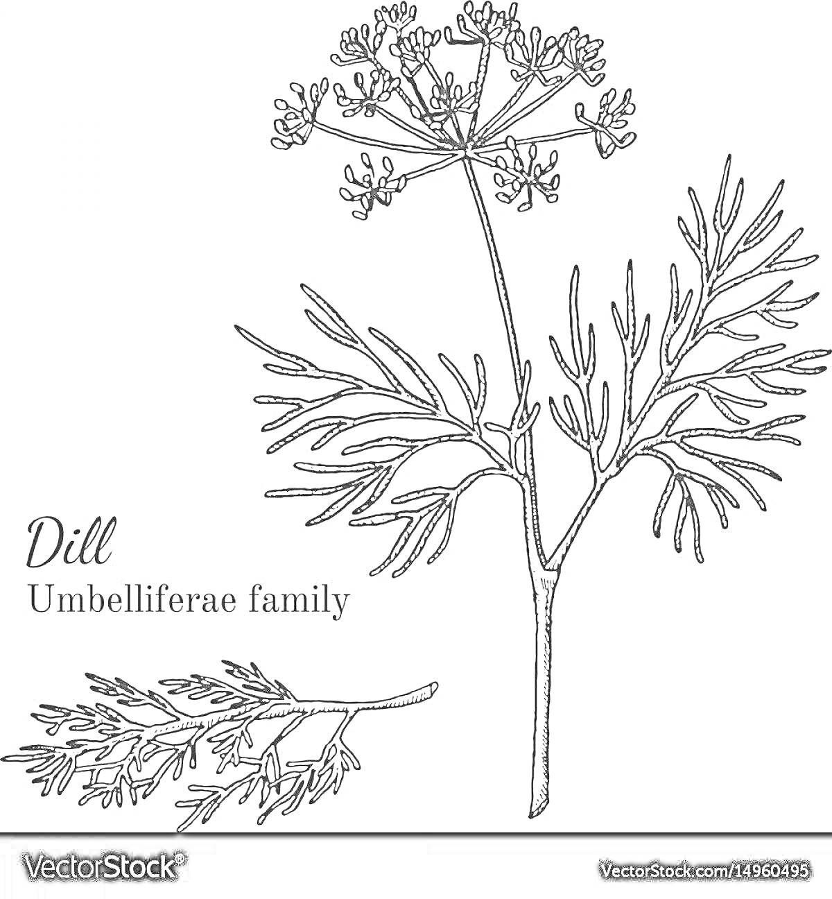 Раскраска Веточки укропа с соцветиями и листьями, текст 