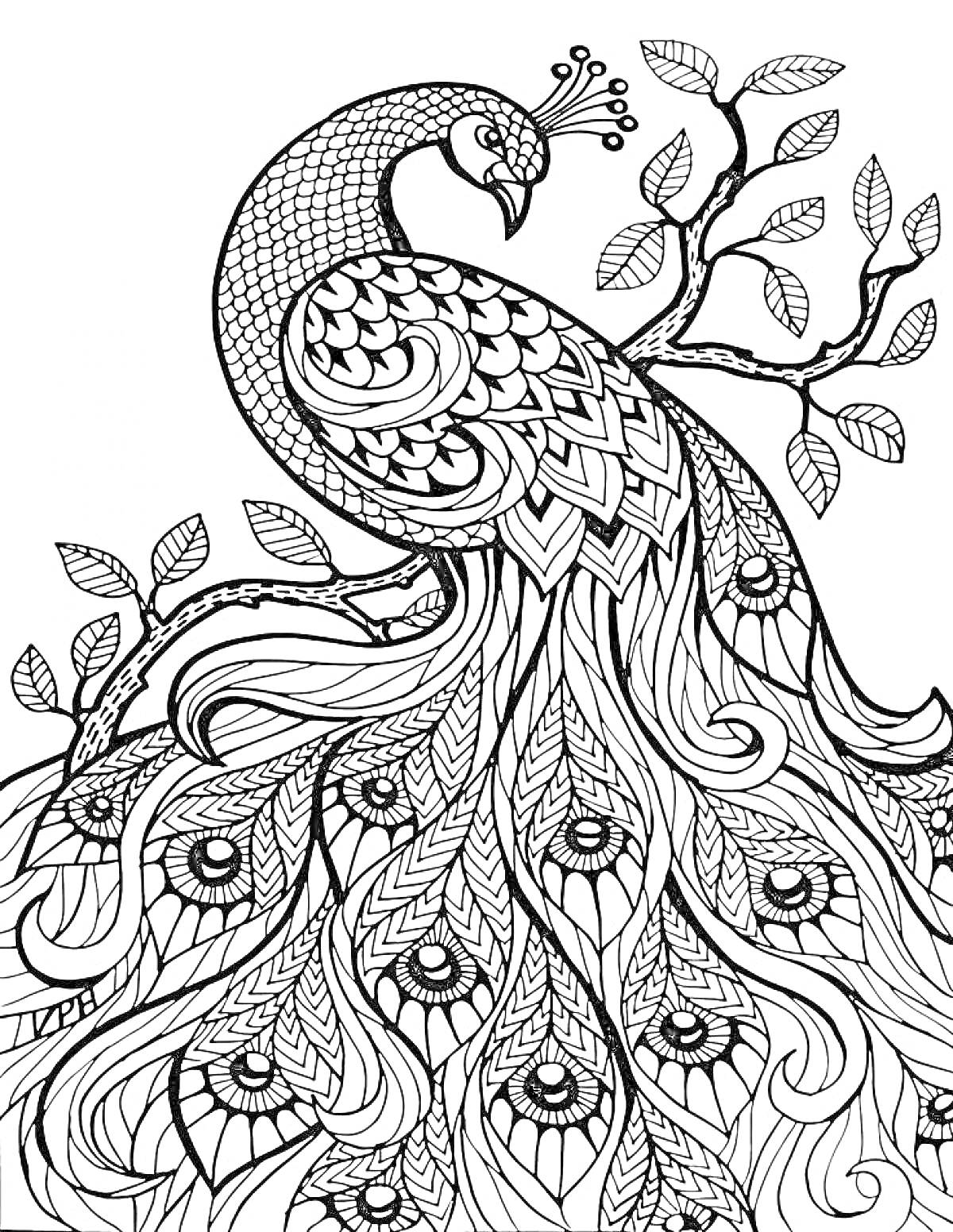 Раскраска Павлинин на ветви: павлин, ветка дерева с листьями, украшенные перья