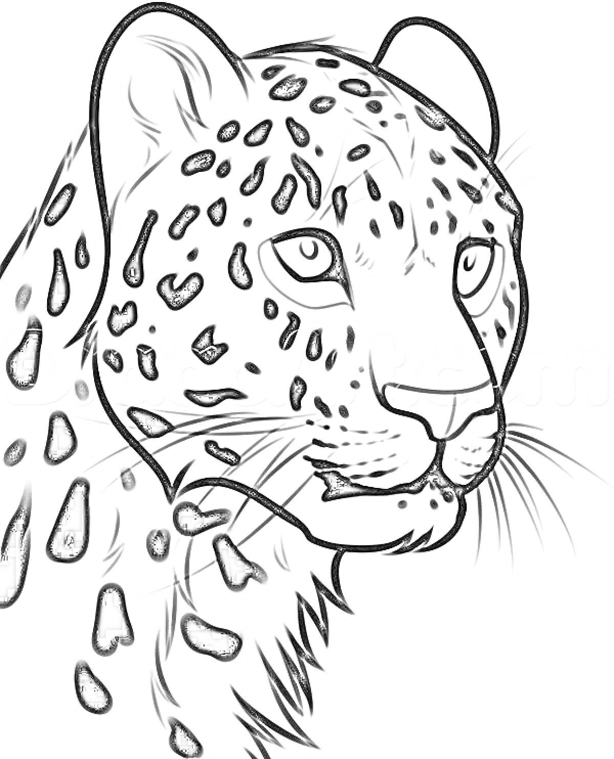 Раскраска Леопард, крупный план, морда, пятнистый узор