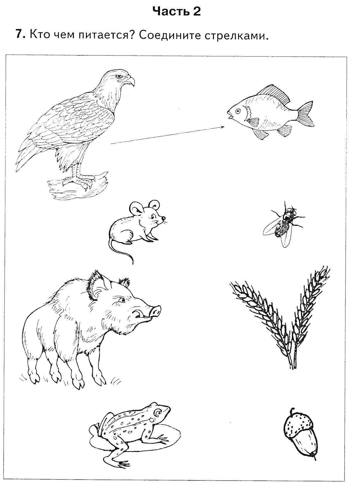 На раскраске изображено: Питание, Животные, Орел, Рыба, Мышь, Муха, Кабан, Злак