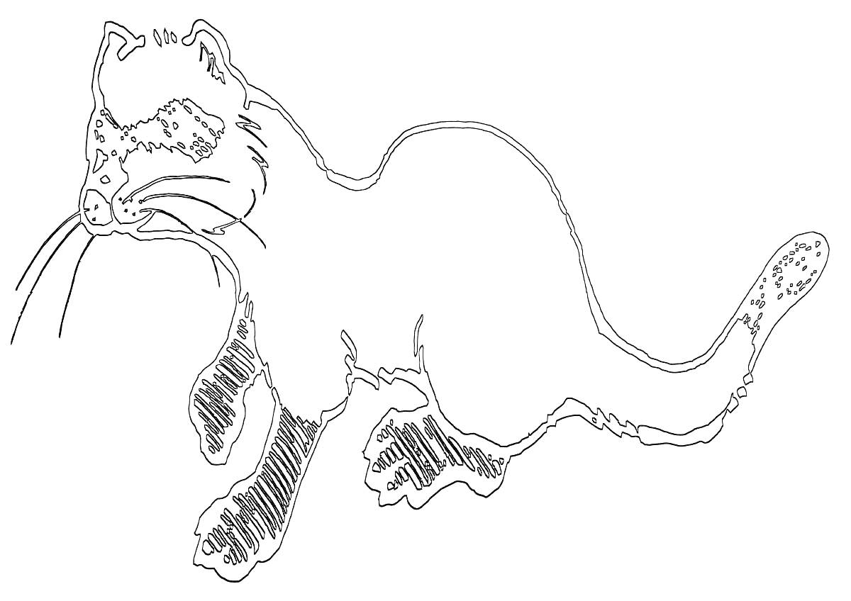 Раскраска Соболь - схема для раскрашивания с рисунком соболя с темными лапами и хвостом