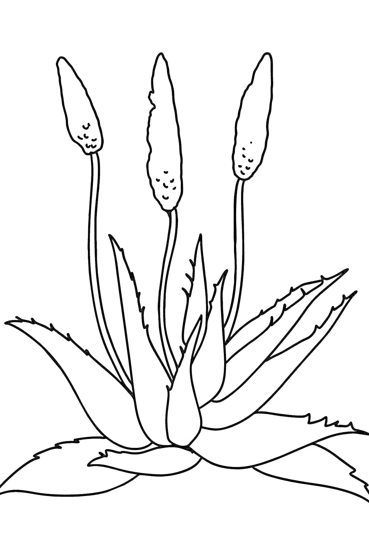 Раскраска Алоэ с цветоносами