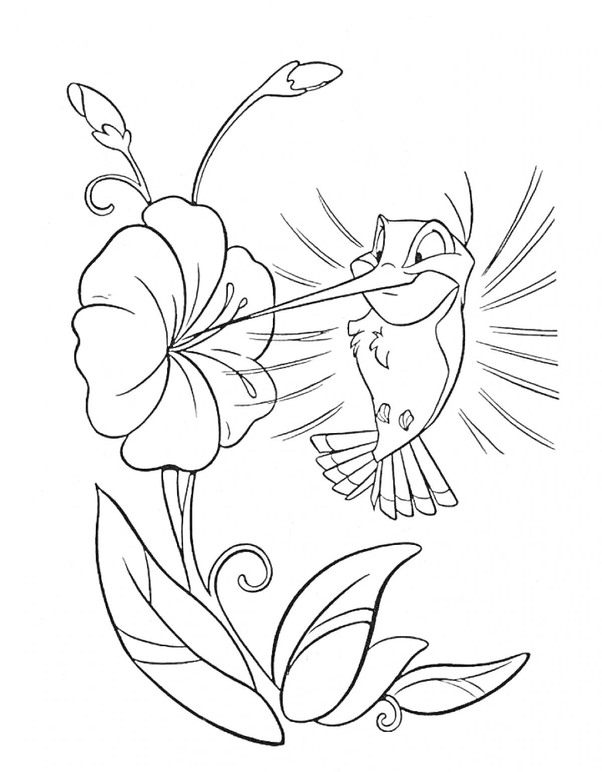 Раскраска Колибри и цветок с бутонами и листьями