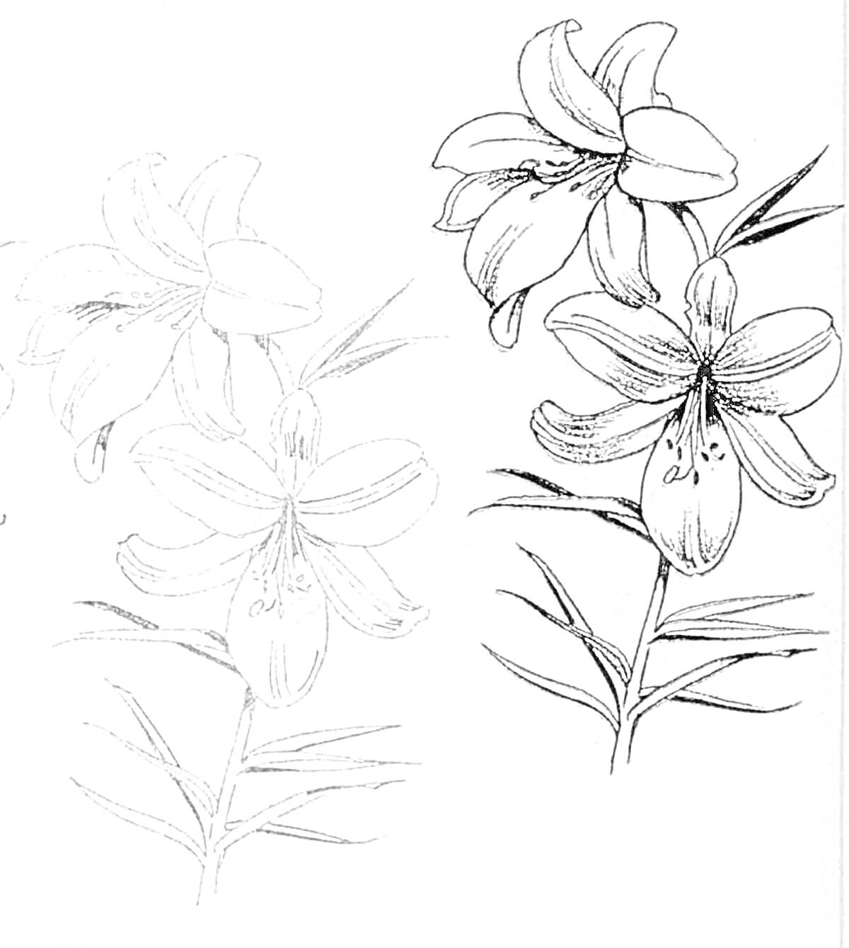 На раскраске изображено: Лилии, Цветы, Листья, Ветка, Ботаника, Для взрослых, Контурные рисунки
