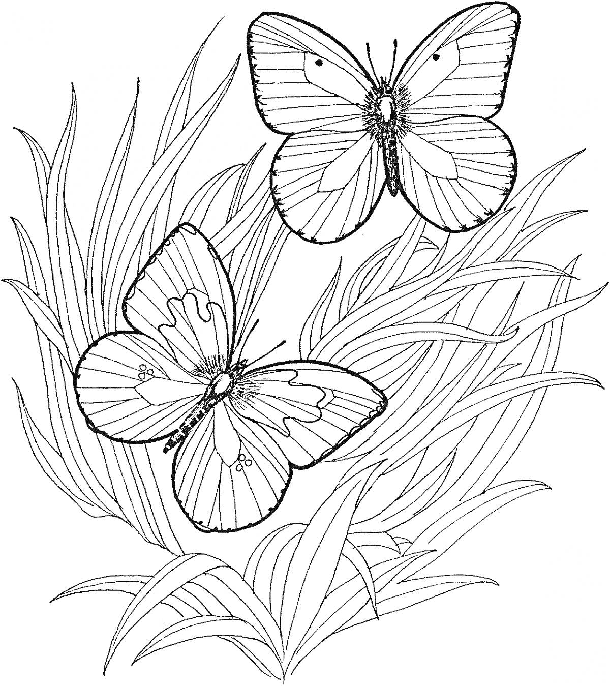 Раскраска Травянистый куст с двумя бабочками