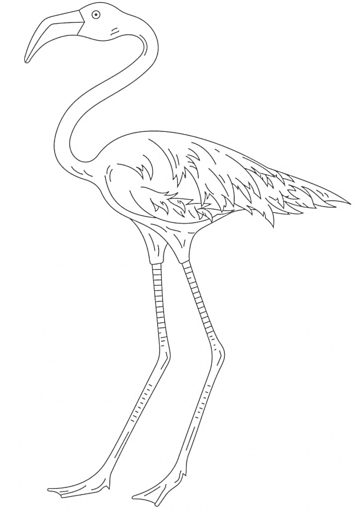 Раскраска Розовый фламинго с деталями перьев, длинными ногами и изогнутой шеей.