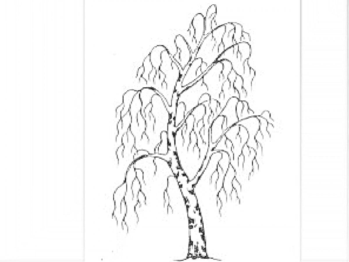 Раскраска Береза зимой - дерево с ветвями без листьев