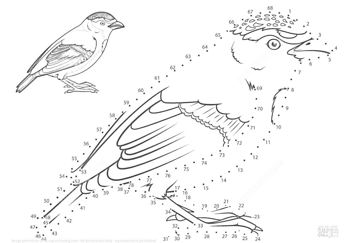 На раскраске изображено: Зимующие птицы, Точка-точка, Зима