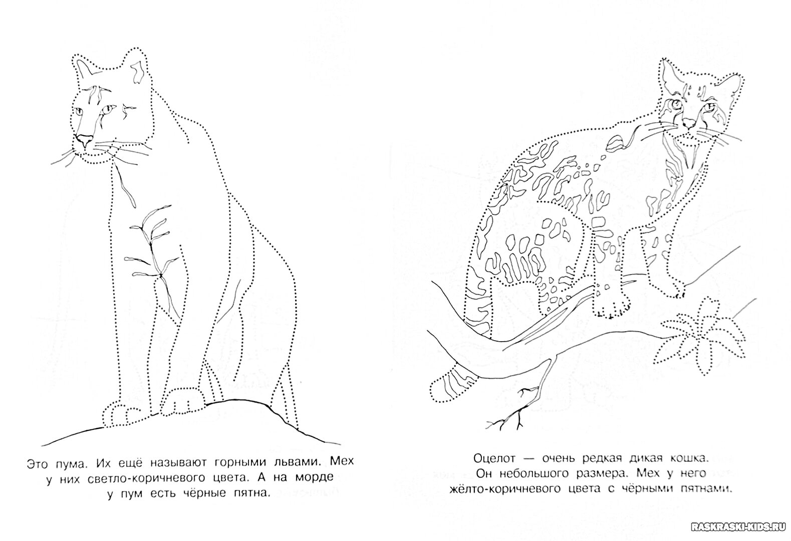 Раскраска Слева - Дальневосточный леопард на земле; Справа - Оцелот на ветке дерева
