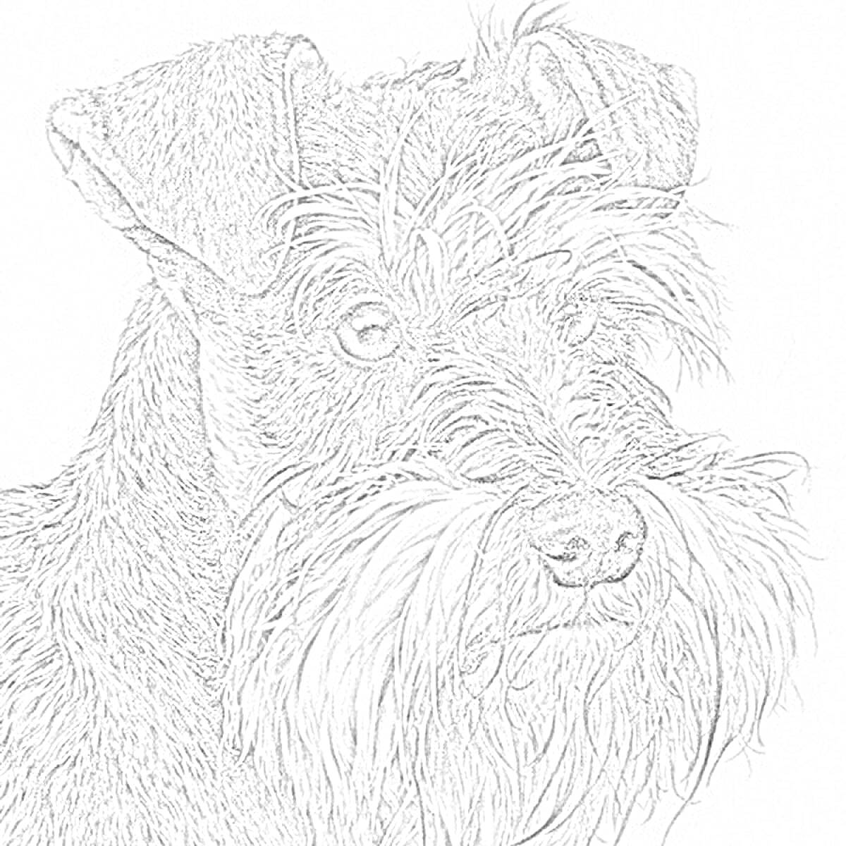 Раскраска Портрет цвергшнауцера крупным планом с раздвоенными ушами и густой бородой