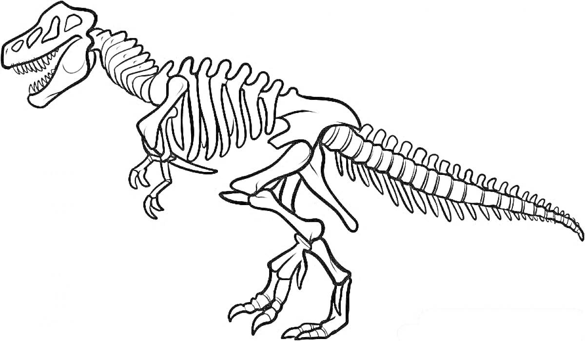 Раскраска Скелет динозавра с длинным хвостом и большими зубами