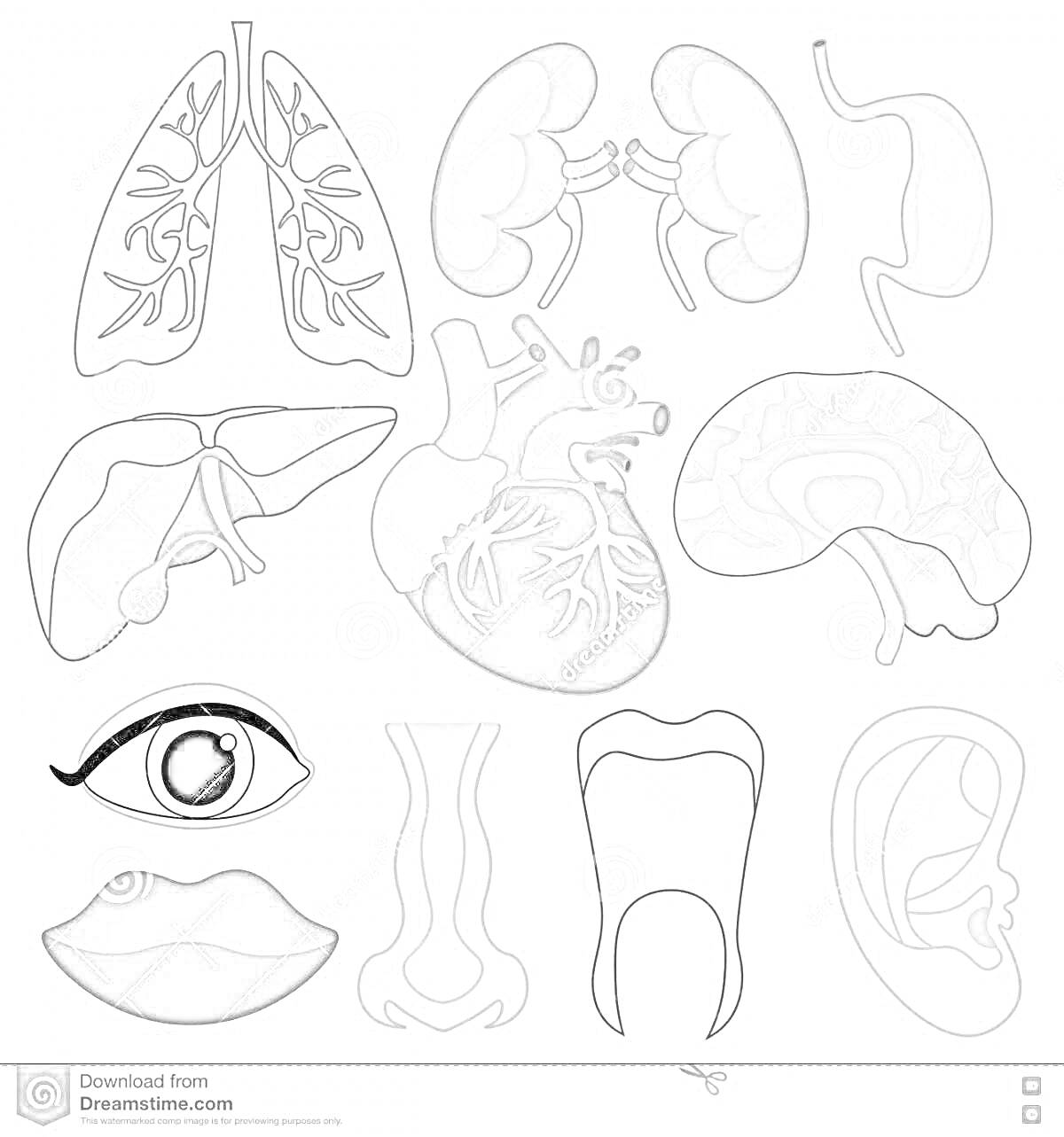 Внутренние органы и части тела человека для раскрашивания - легкие, почки, мочевой пузырь, печень, сердце, мозг, глаз, губы, носовая полость, зуб, ухо
